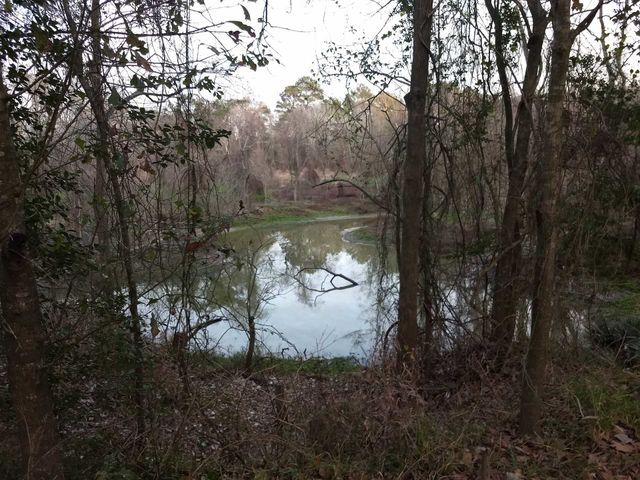 Watery spot by the trres