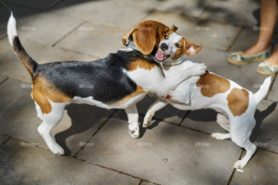 Beagle playing with a Jack Russell