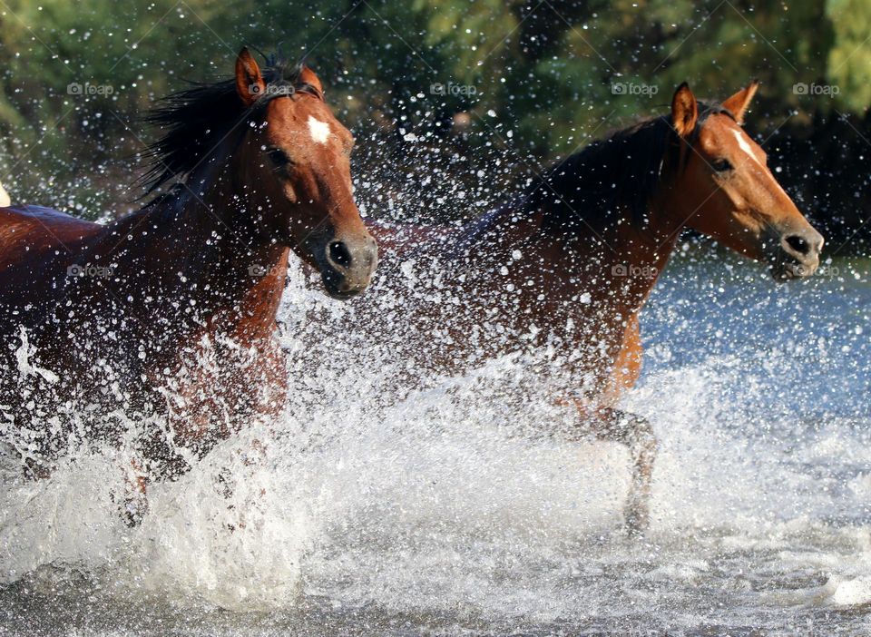 Wild Horses Running in River