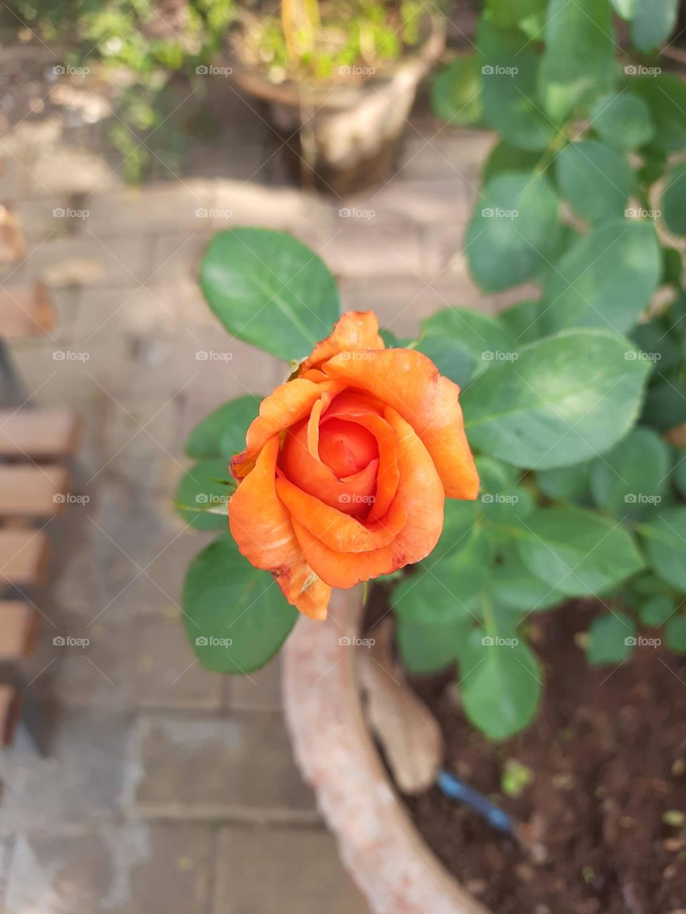 Orange Rose