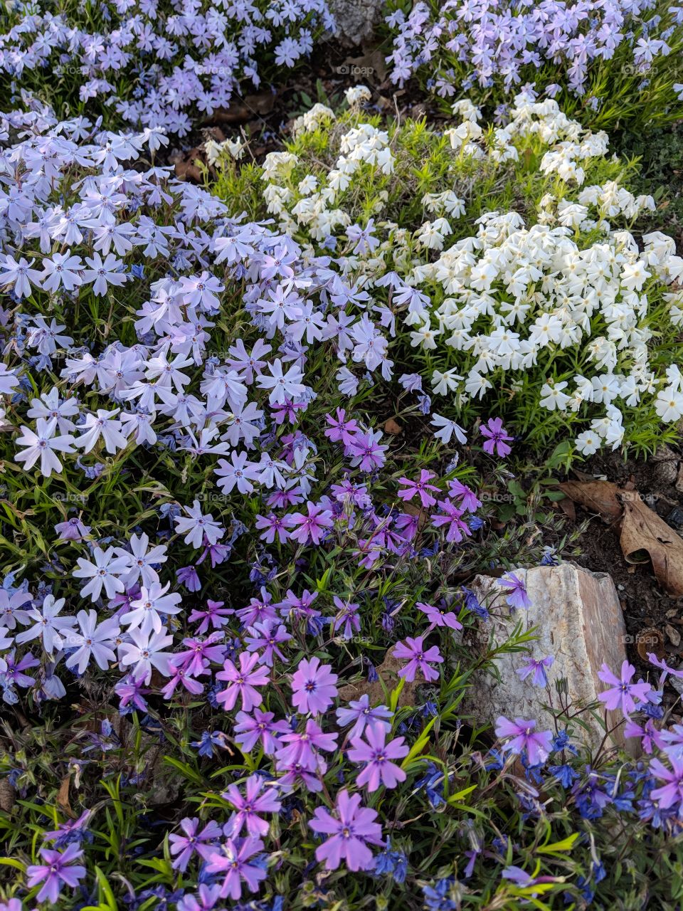 phlox corner