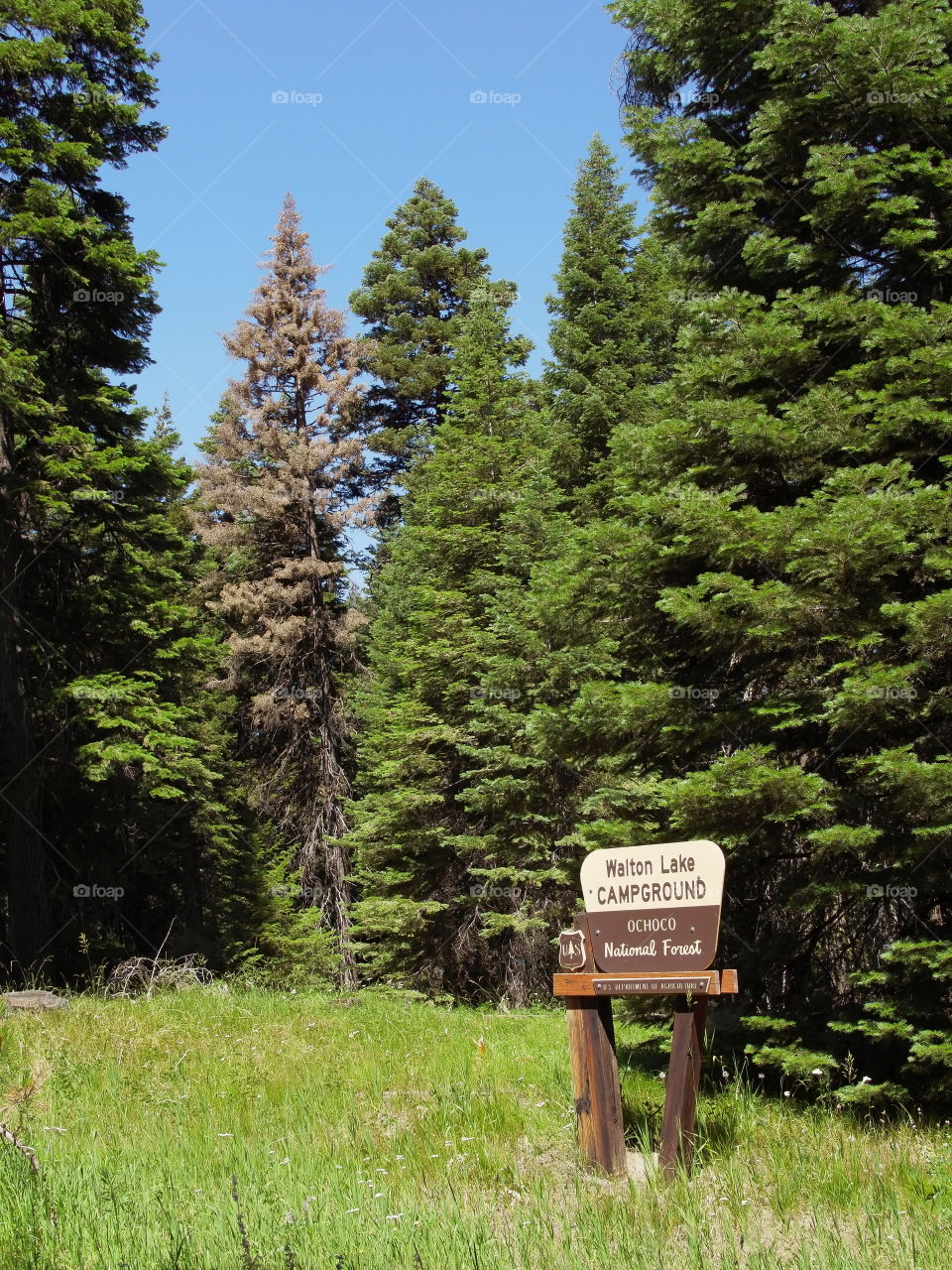 Summer camping in Central Oregon 