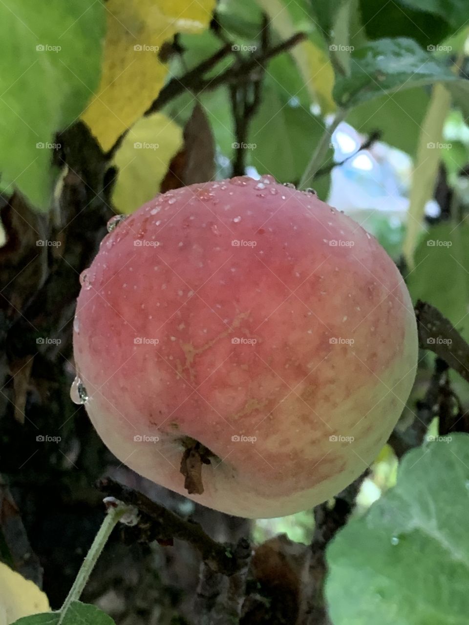 apple ready for harvest