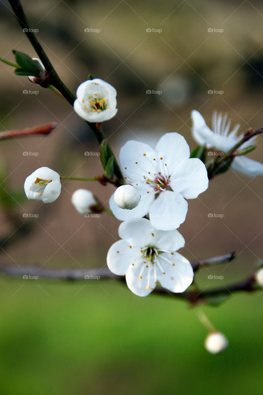 spring flower macro white by rudestar