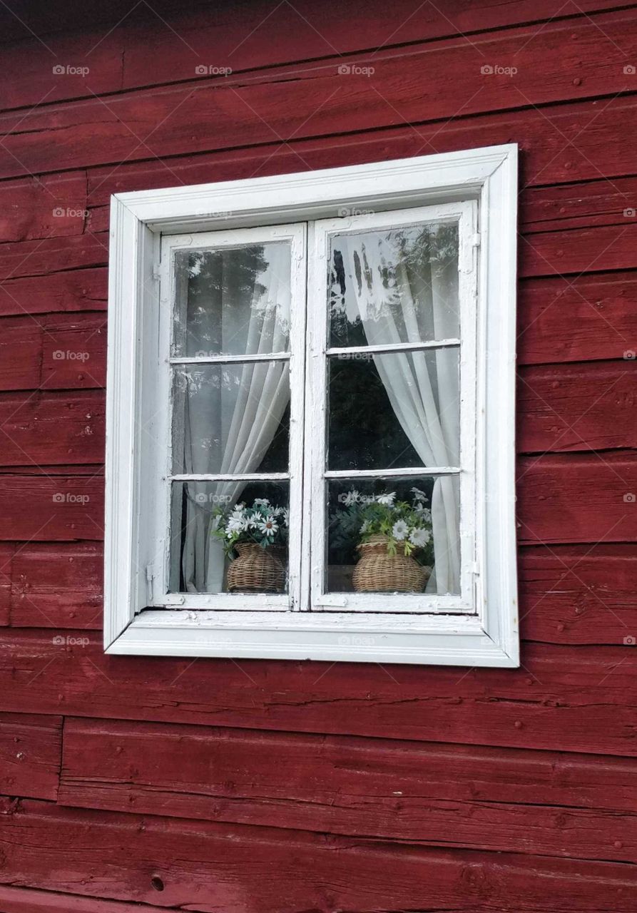Window and flowers