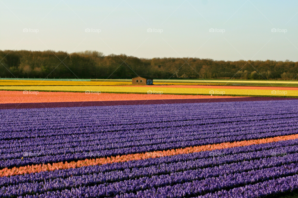 Field of Tulips in the Netherlands 