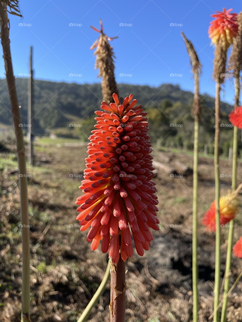 Flor