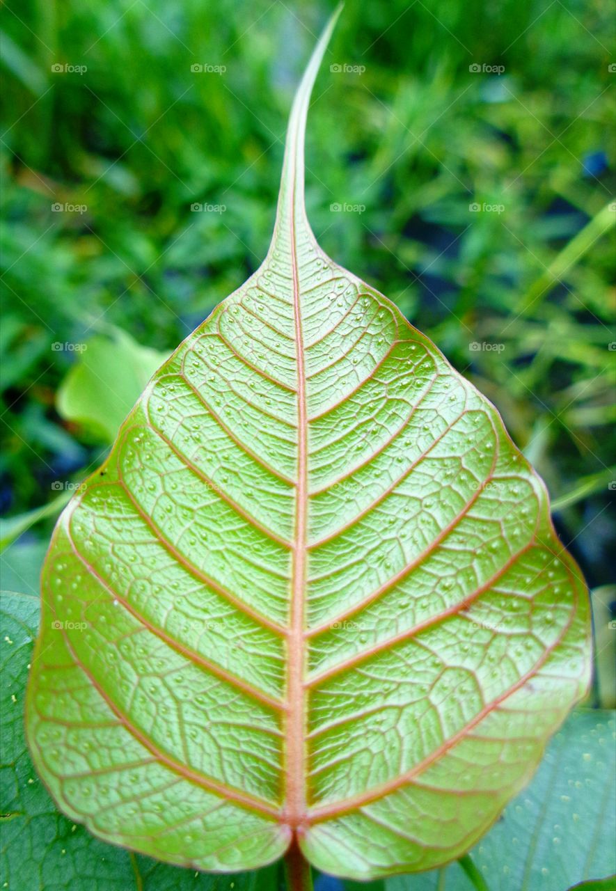 Leaf