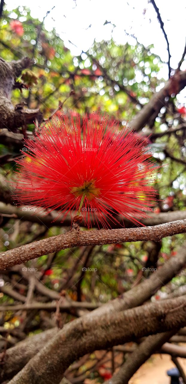 calliandra  - red powder puff flower