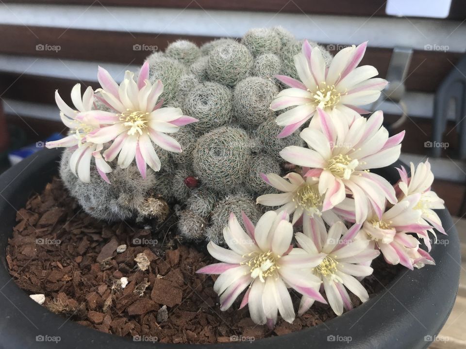 Catus in flower 