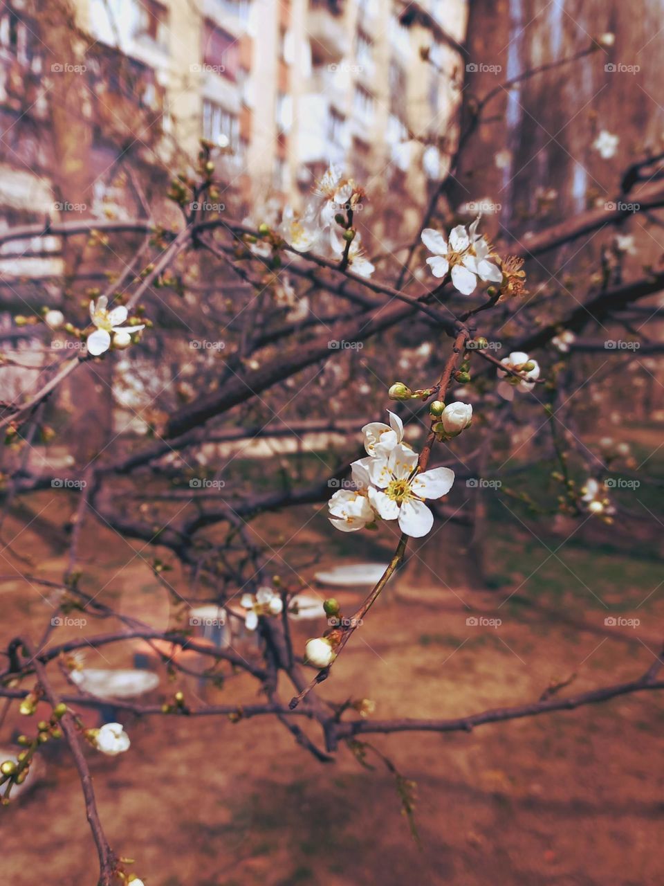 fruit trees are already beginning to bloom in the city parks, the scent of spring is in the air!