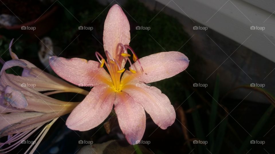 Single lily blossom