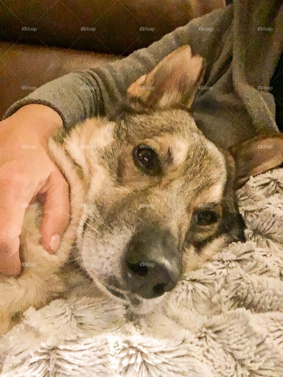 Cuddling with the dog on the couch 