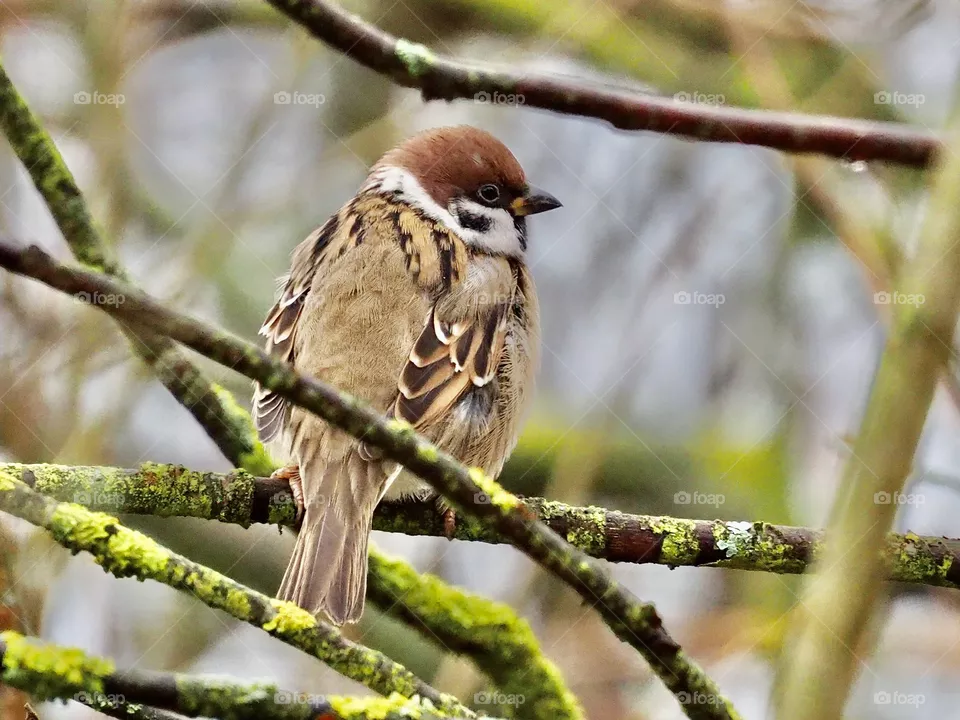 Sparrow