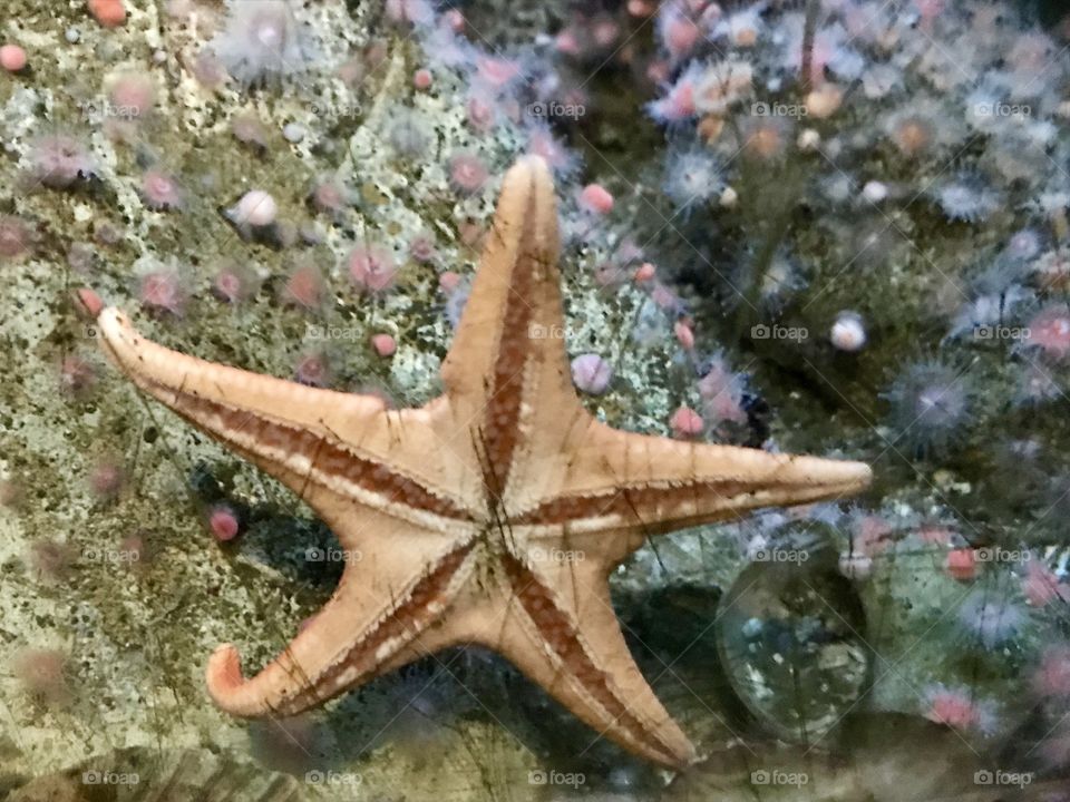 Underbelly of a symmetrical pale starfish leaning against the glass wall of its home 