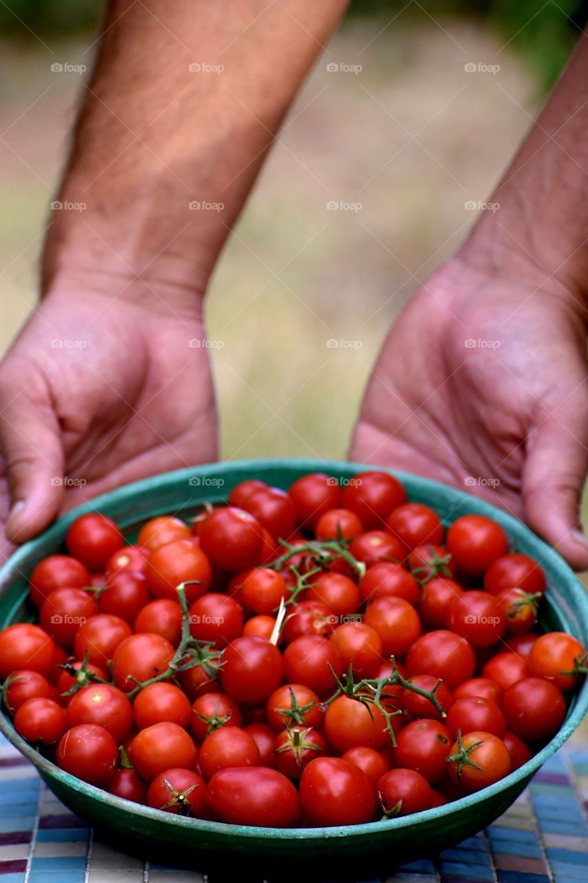 biological red cherry tomatoes