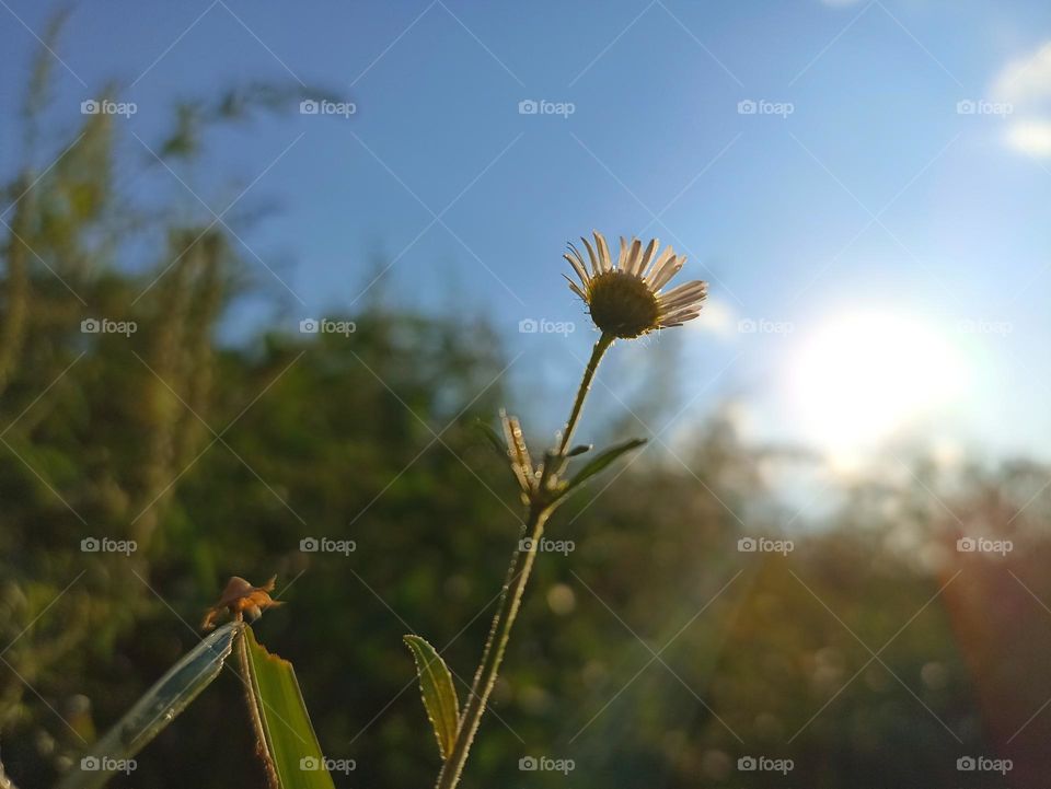 Erigeron annuus, the annual fleabane, daisy fleabane,  eastern daisy fleabane.