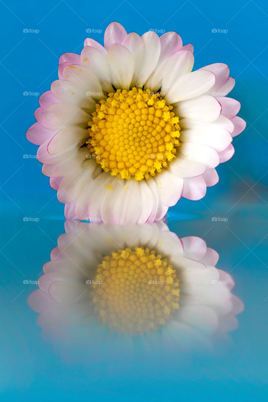 A macro art portrait of a small daisy flower hanging above some water. the reflection of the flower is visible in the water. the core of the flower is made up of a pattern.