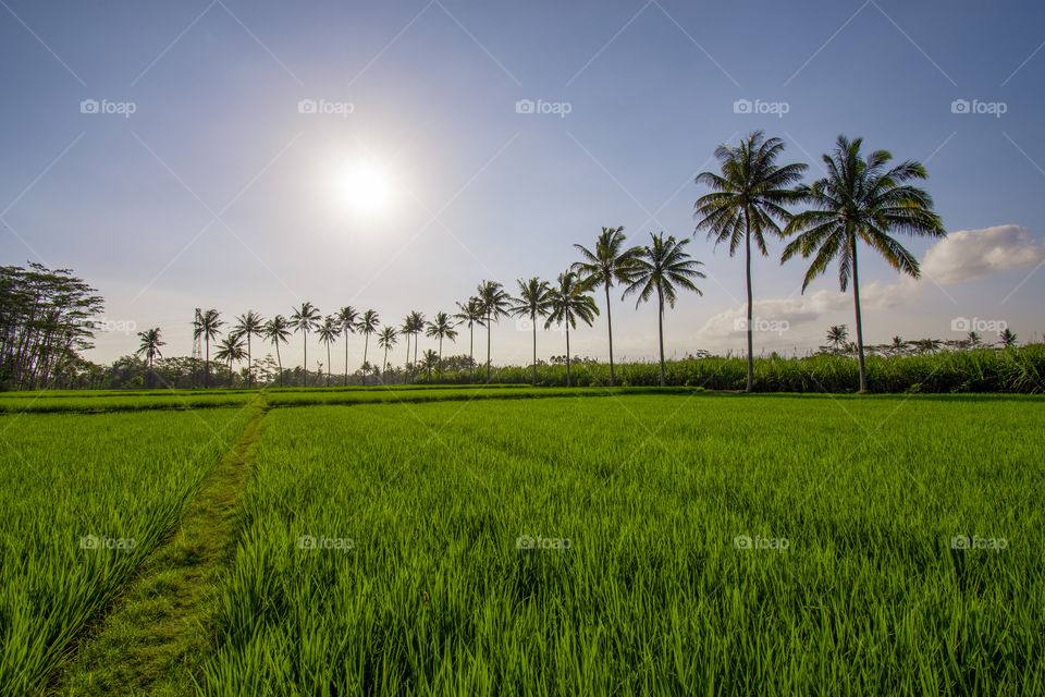 sun rise views of green rice fieds and coconut trees