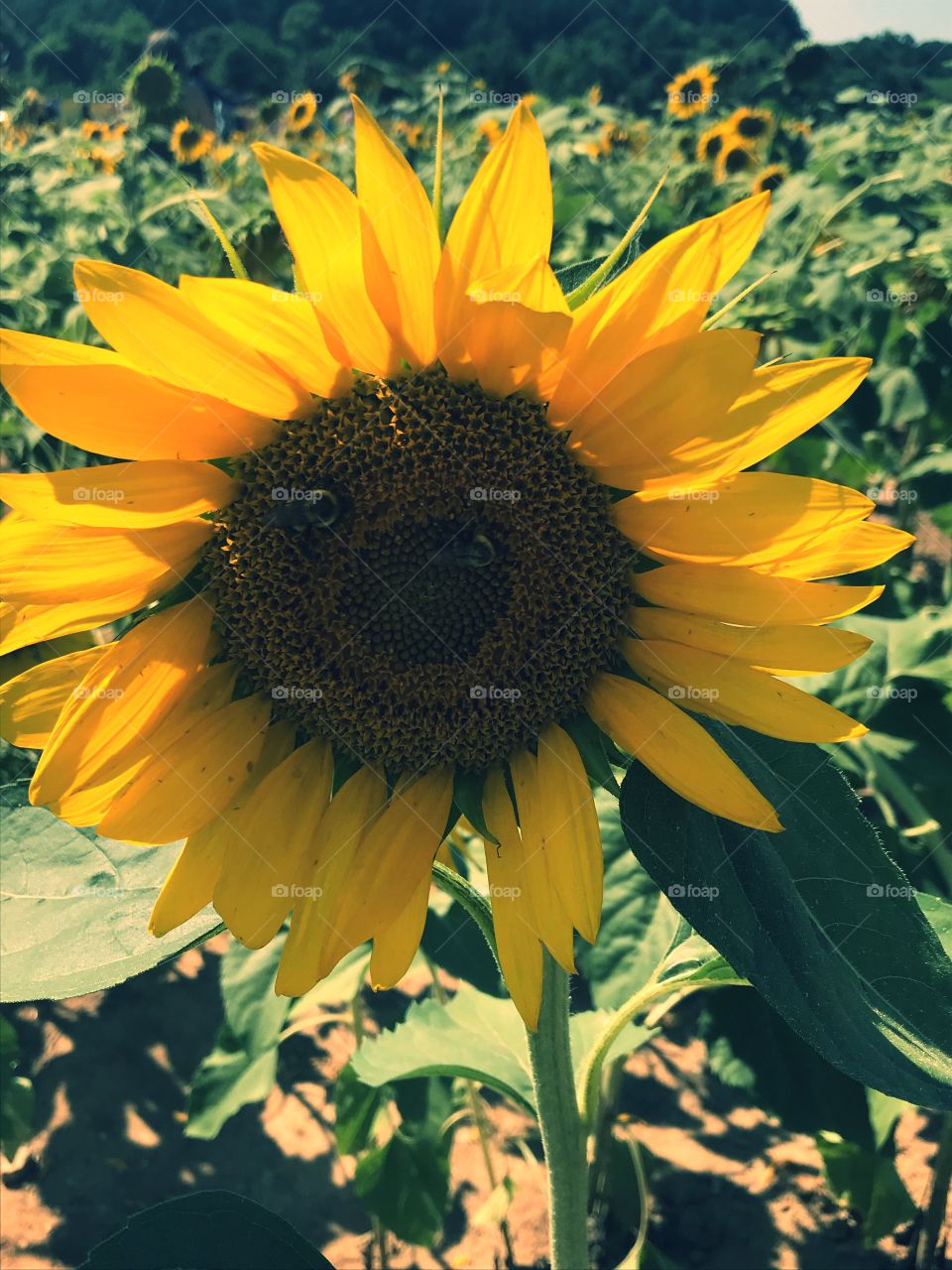 Sunny Sunflower, Dorothea Dix Park-Raleigh, NC🐝
