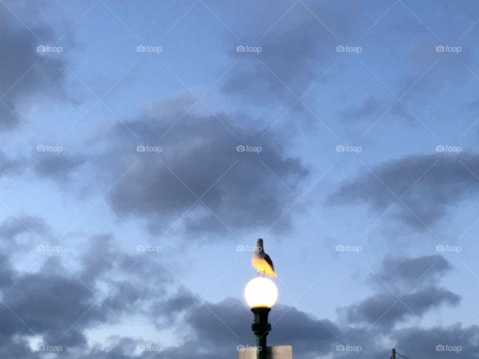 Seagull sitting on a lamppost 