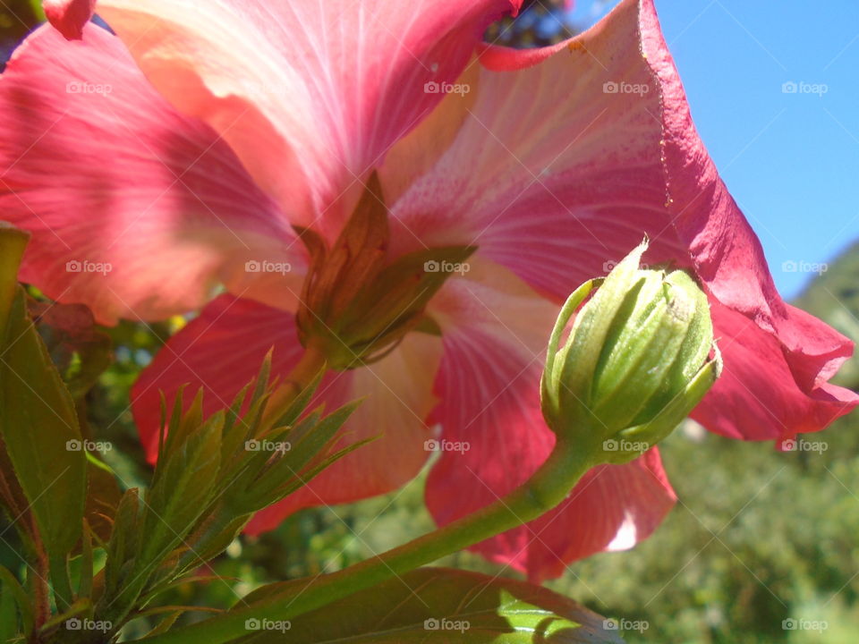 PLANT, GARDEN, LEAVES, FLOWERS, ENVIRONMENT.