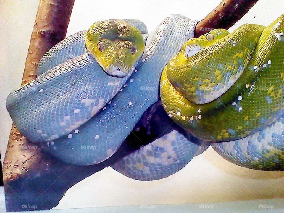 two tree pythons