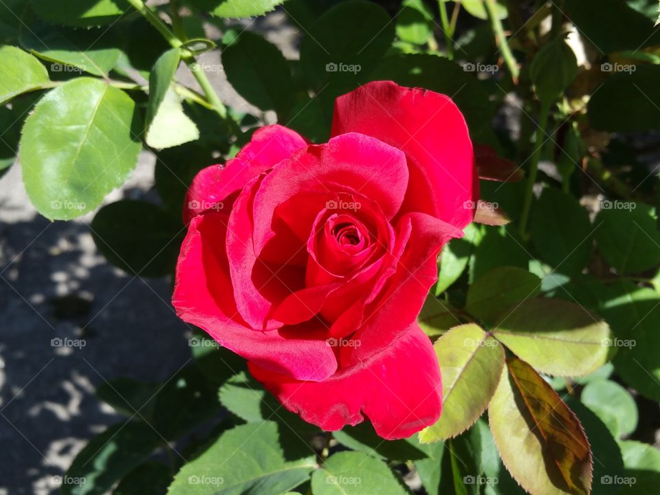 Flower, Nature, Rose, Flora, Leaf