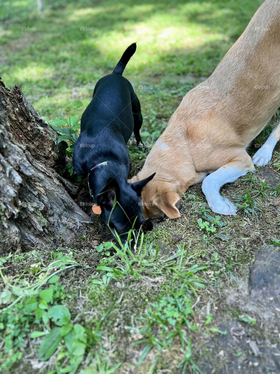 Small black dog and larger tan and white dog working together digging a hole. They are pursuing a chipmunk!