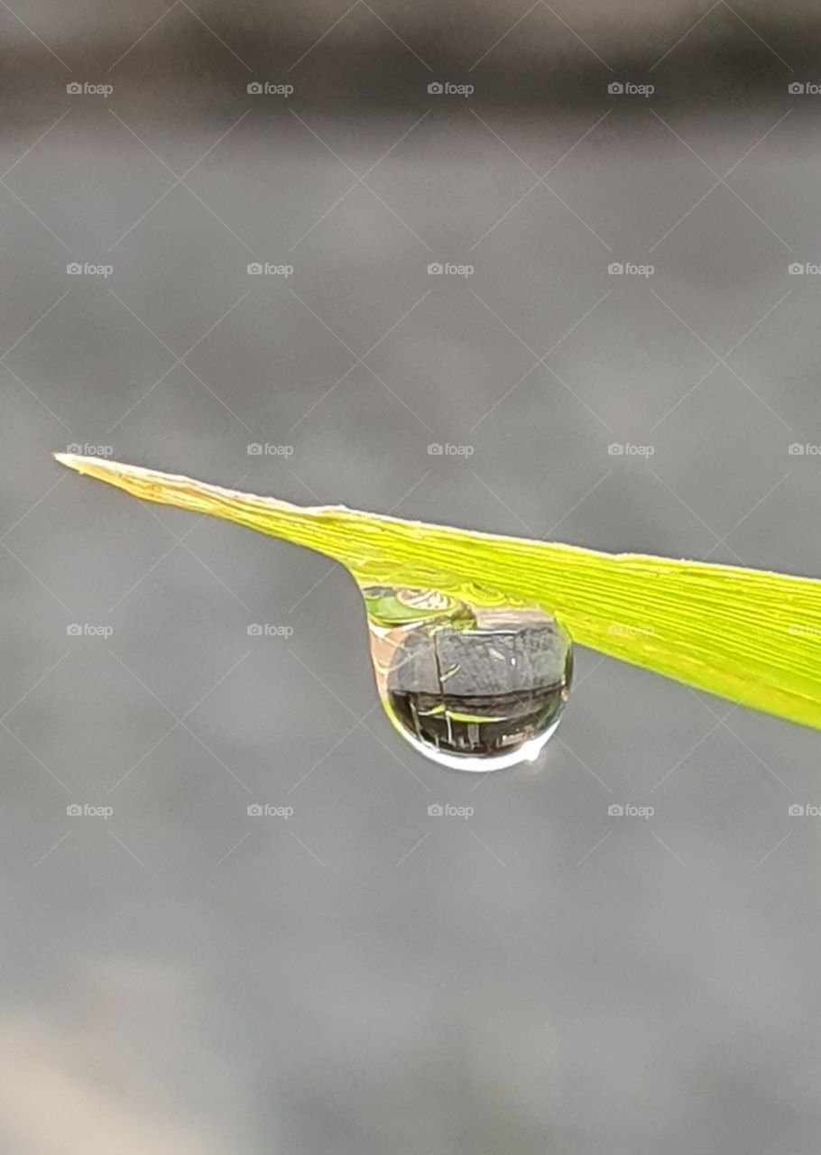 drops of water on bamboo leaves