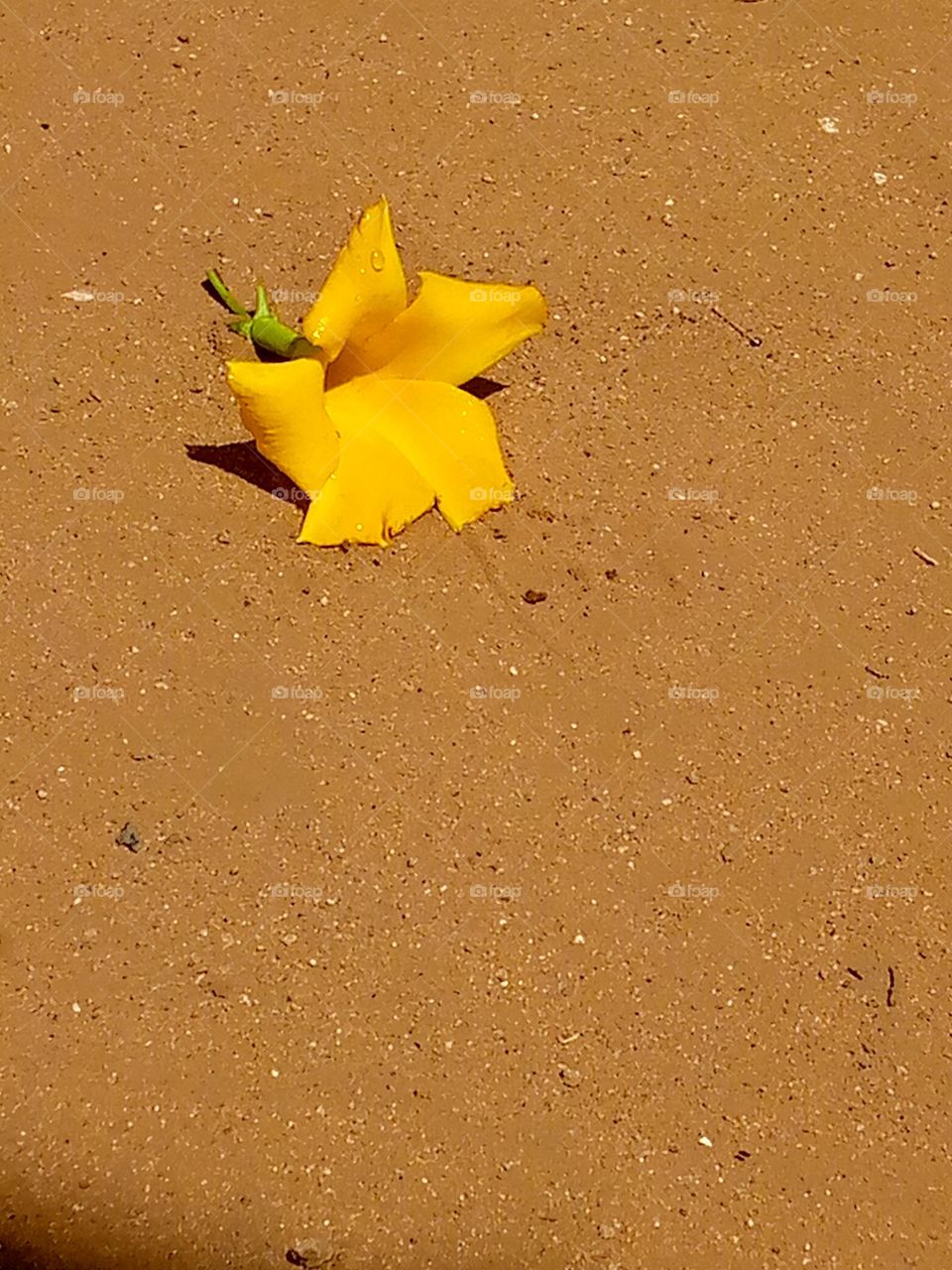 All great and precious things are often lonely