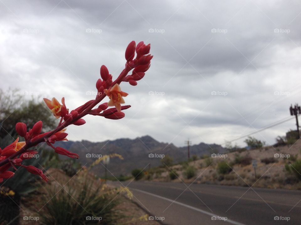 Cloudy day Tucson . A rare cloudy day in Tucson 