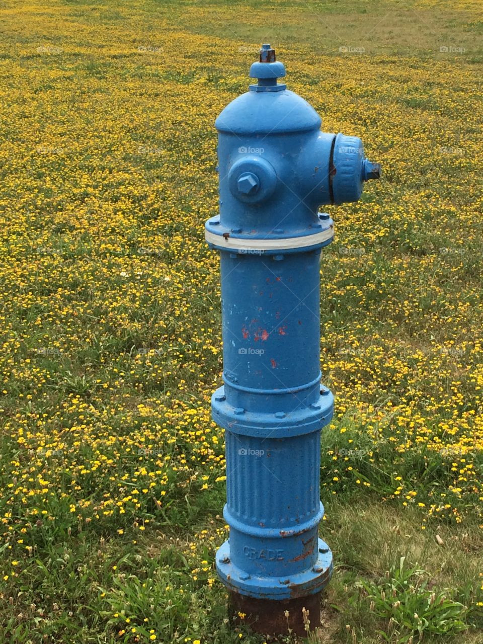 Blue fire hydrant on meadow