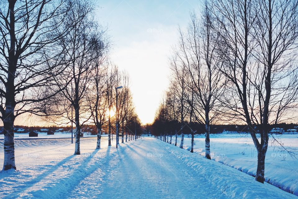 Winter, Snow, Cold, Tree, Frost