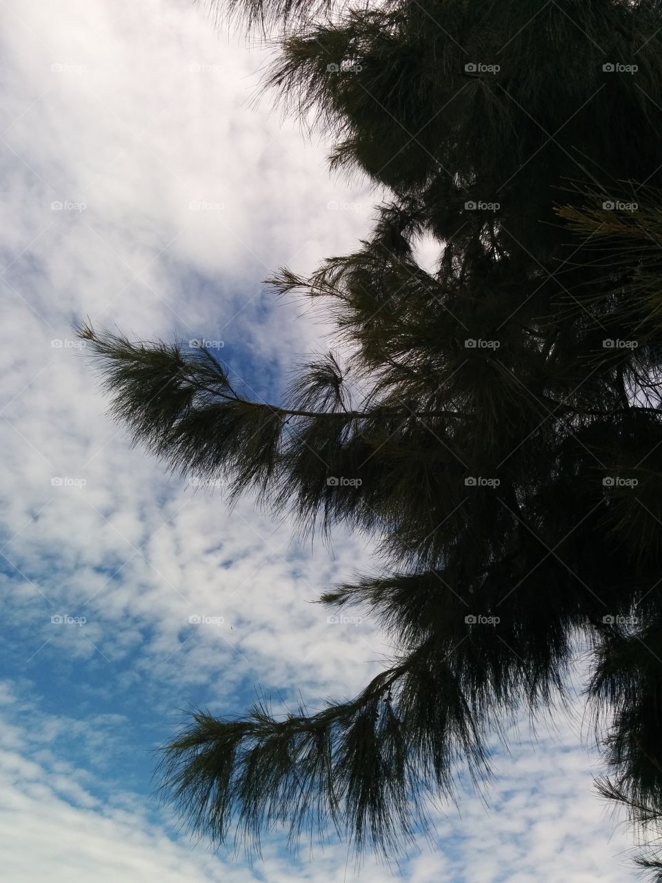 tree and sky