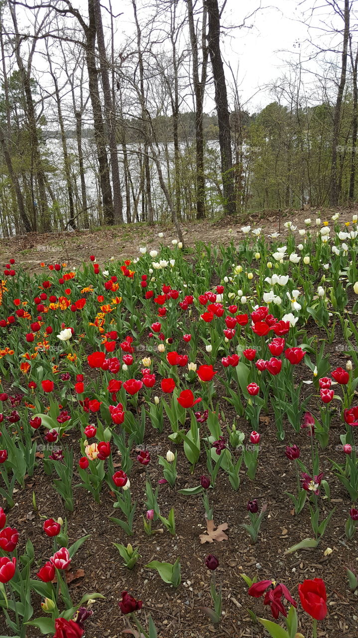 colors red yellow orange white Garden yard natural nature blossom bloom leaves pedal