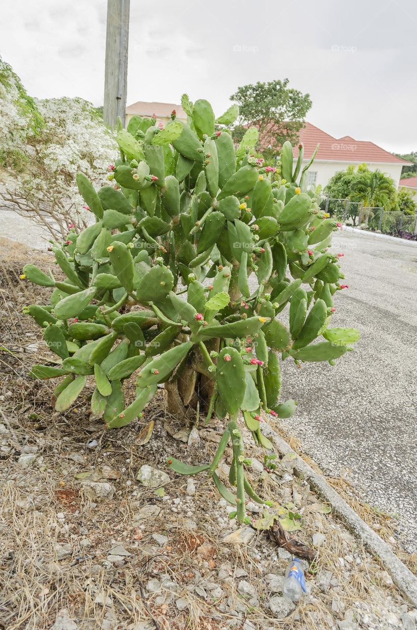 Prickly Pear Cactus