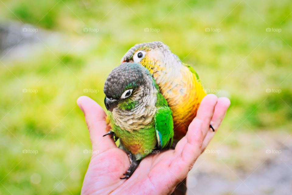 Cople of cute parrots