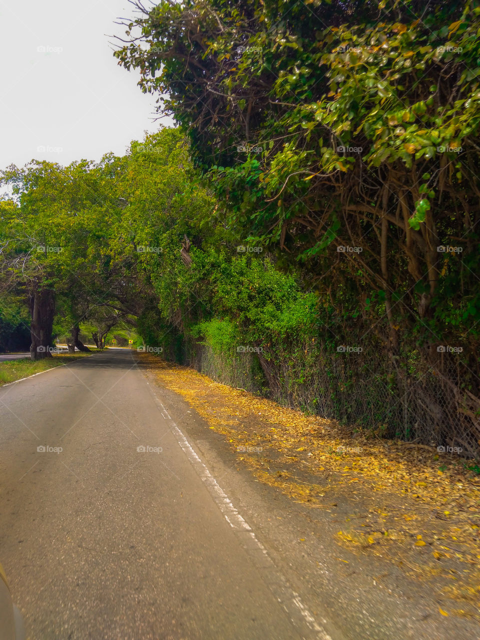 tunnel made by the trees 🌲