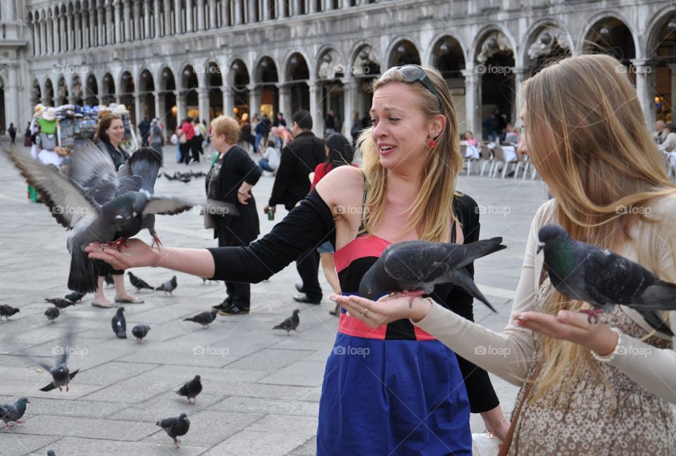 Venice pigeons