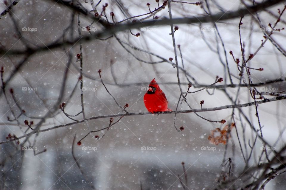 A male cardinal sits in the tree during a Missouri snowfall. 