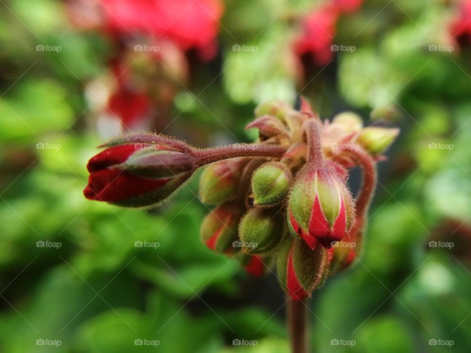 Flower, red and Green