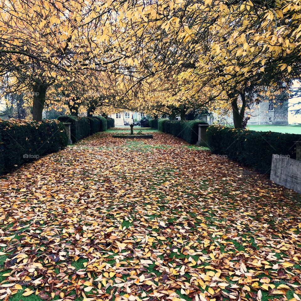 Fall walk, yellow leaves