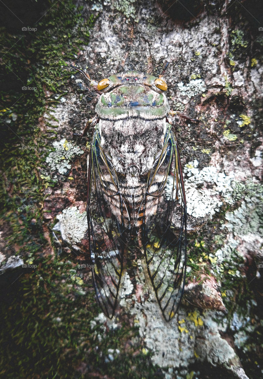 Camouflaged cicada