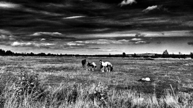 Horse storm