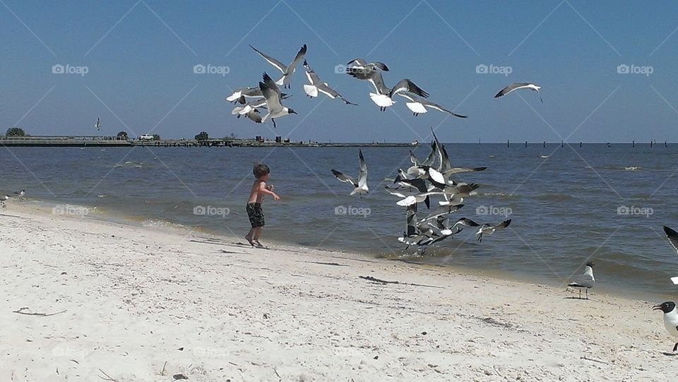 Boy and Seagulls 