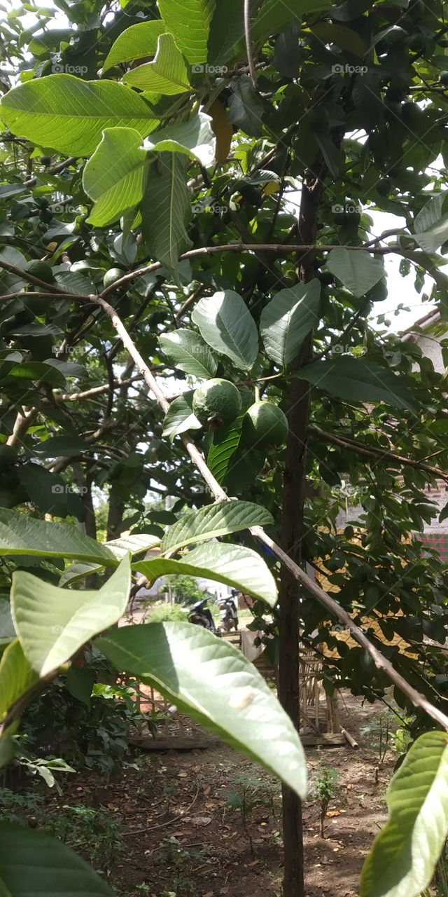 Guava trees in the home garden