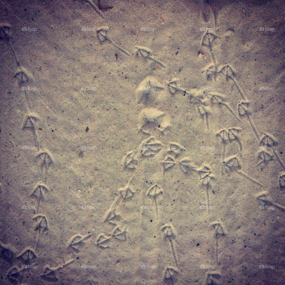 Birdy tracks 