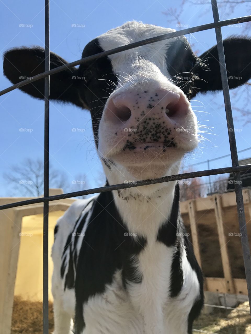 Moo