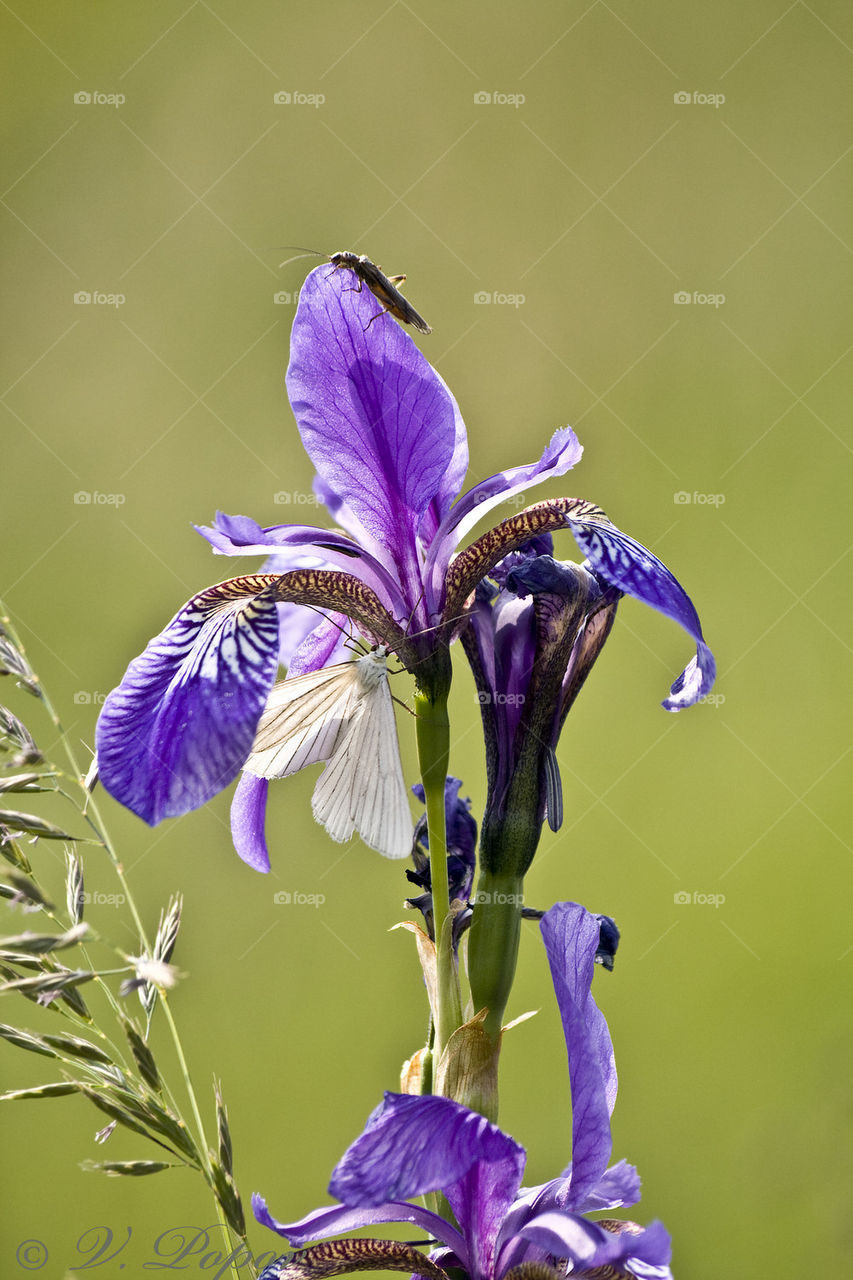 Spring flower